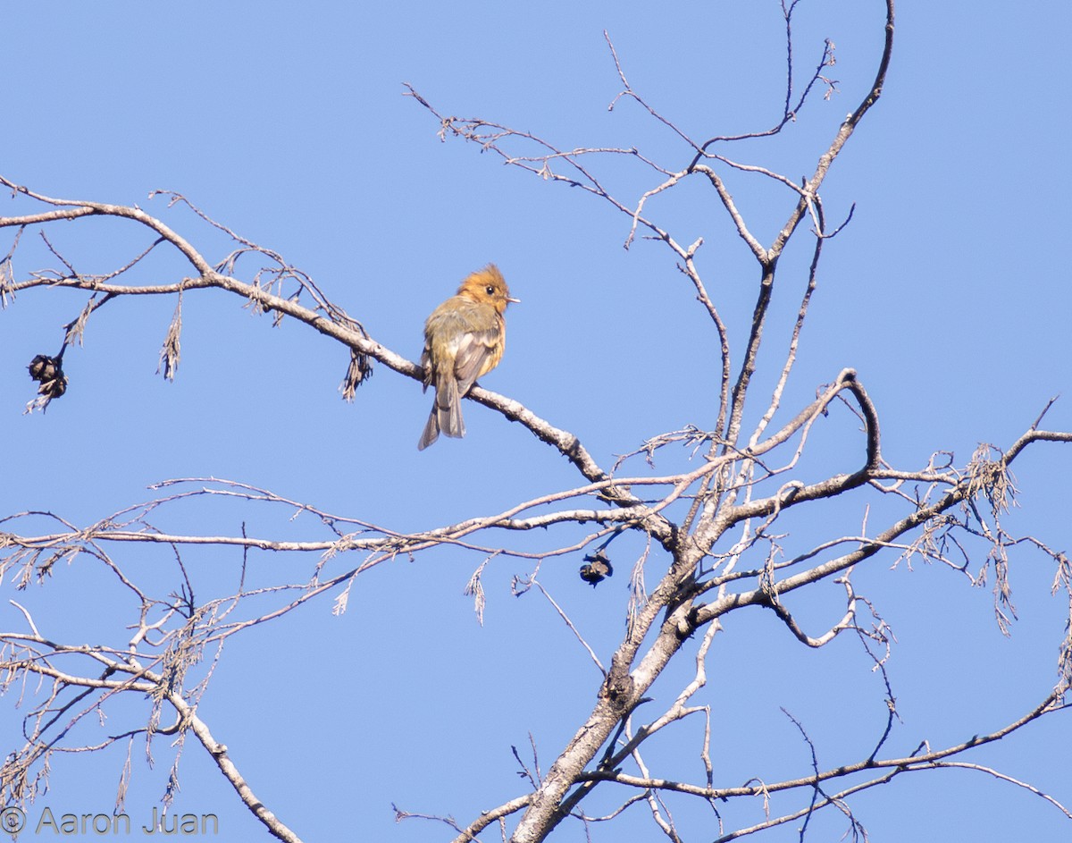 フサボウシハエトリ（phaeocercus／tenuirostris） - ML622682417