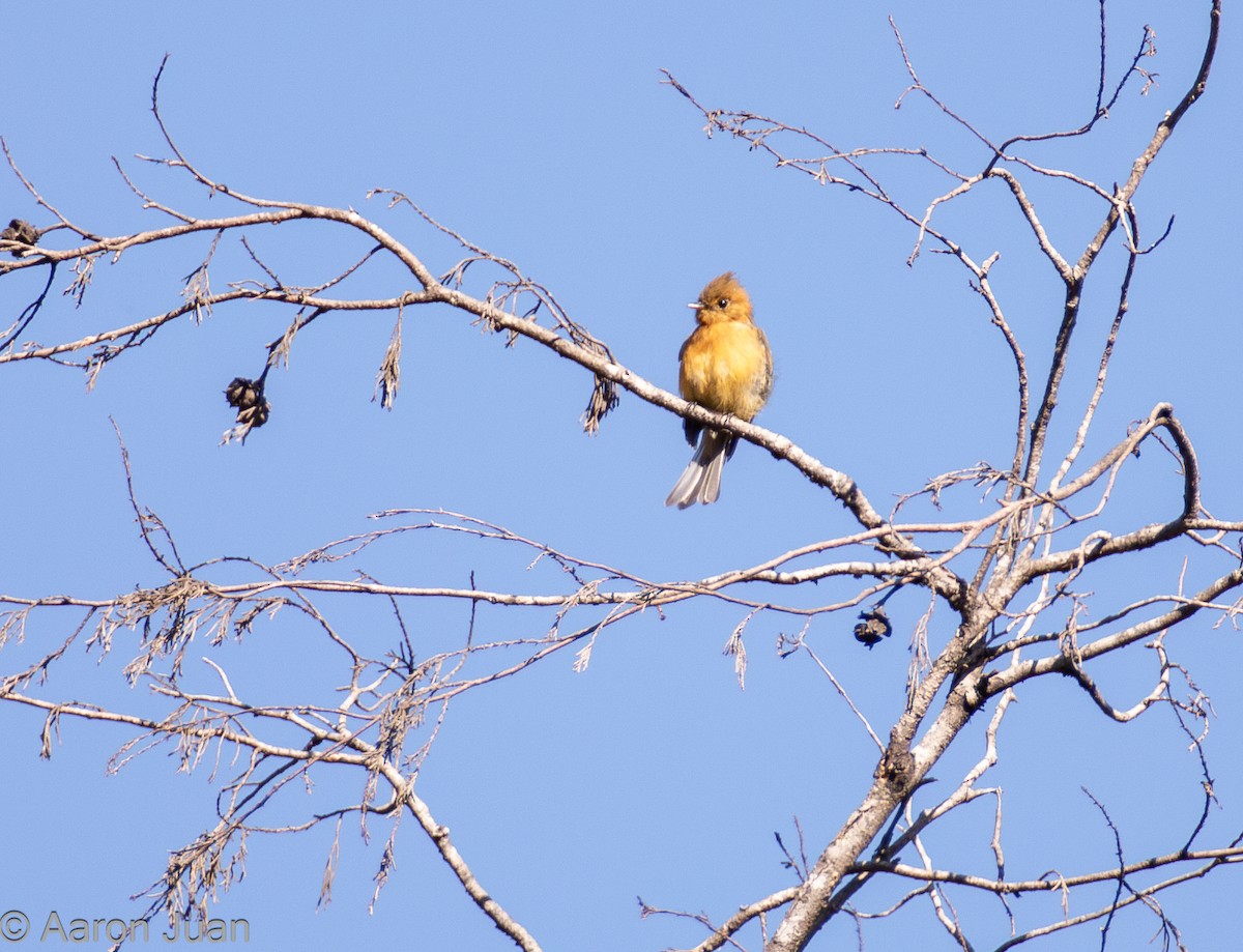 フサボウシハエトリ（phaeocercus／tenuirostris） - ML622682418