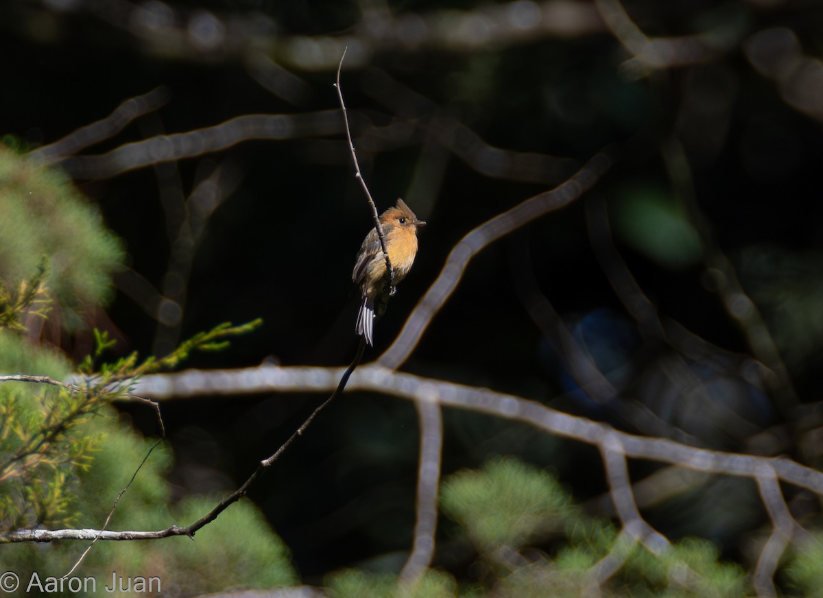 フサボウシハエトリ（phaeocercus／tenuirostris） - ML622682421