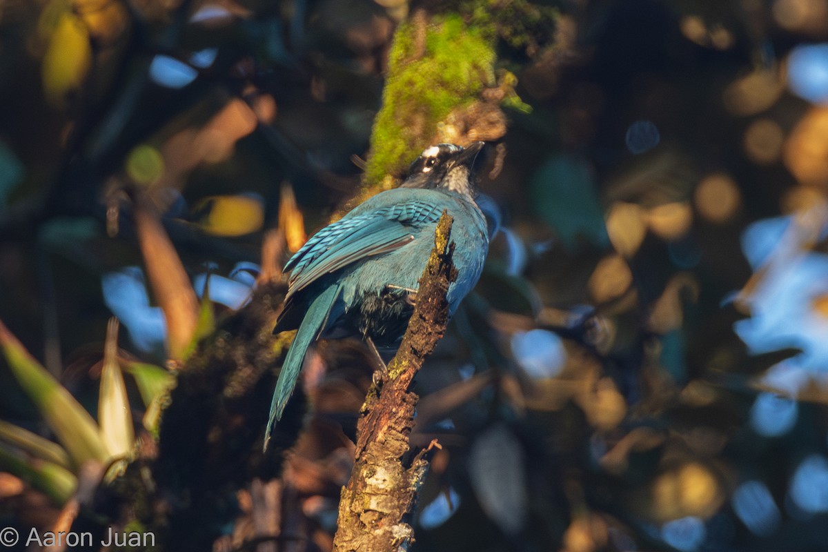 Steller's Jay (Middle American) - ML622682438