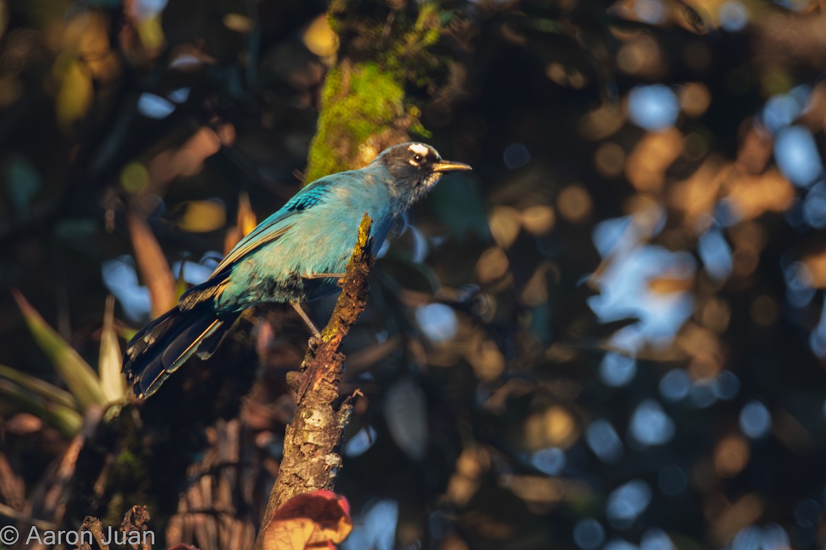 Steller's Jay (Middle American) - ML622682447