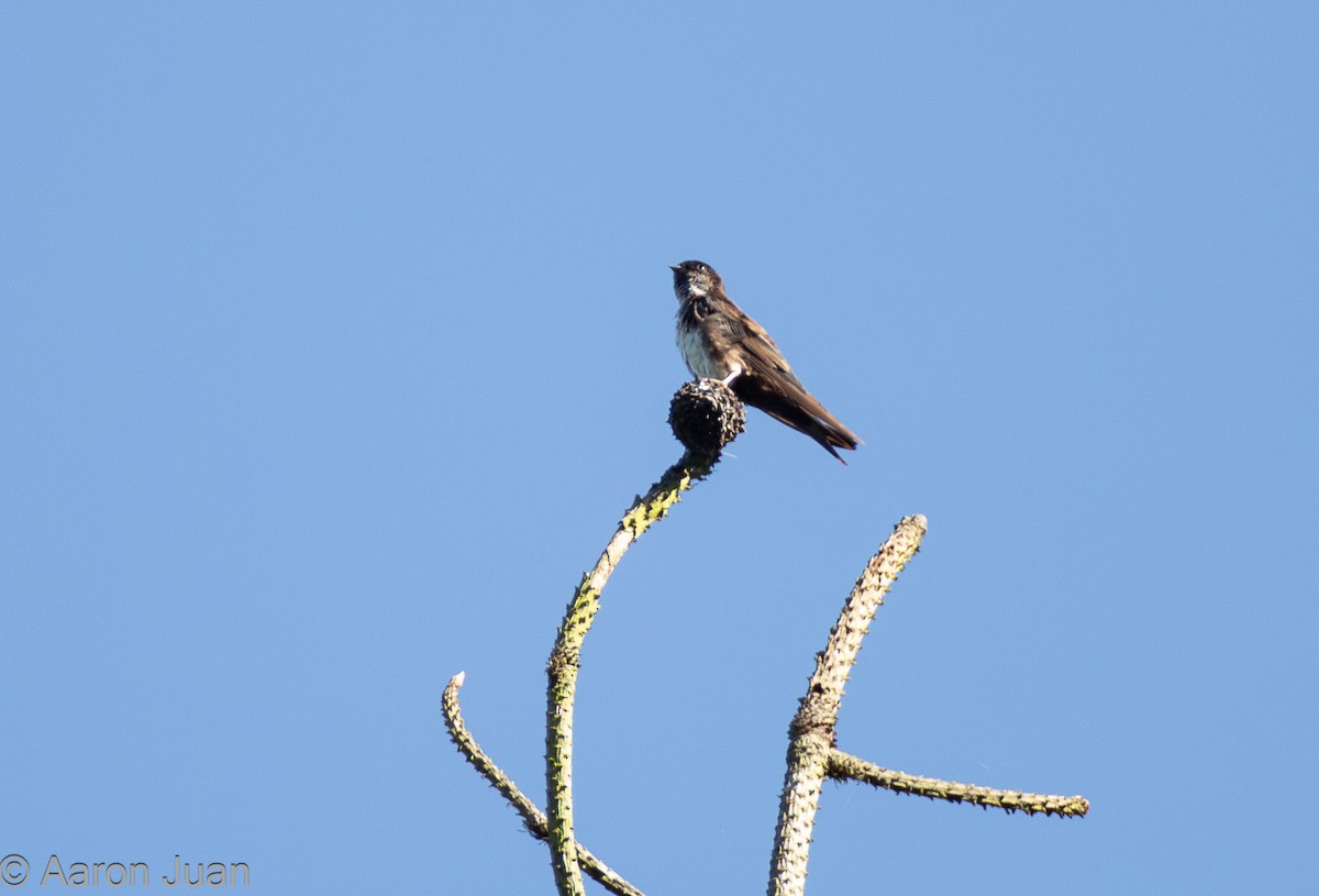 Black-capped Swallow - ML622682453