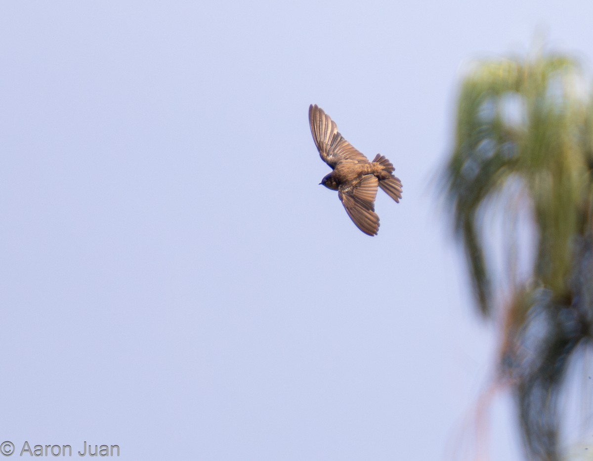 Black-capped Swallow - ML622682454