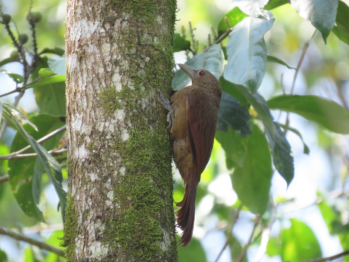 Cinnamon-throated Woodcreeper - ML622682460