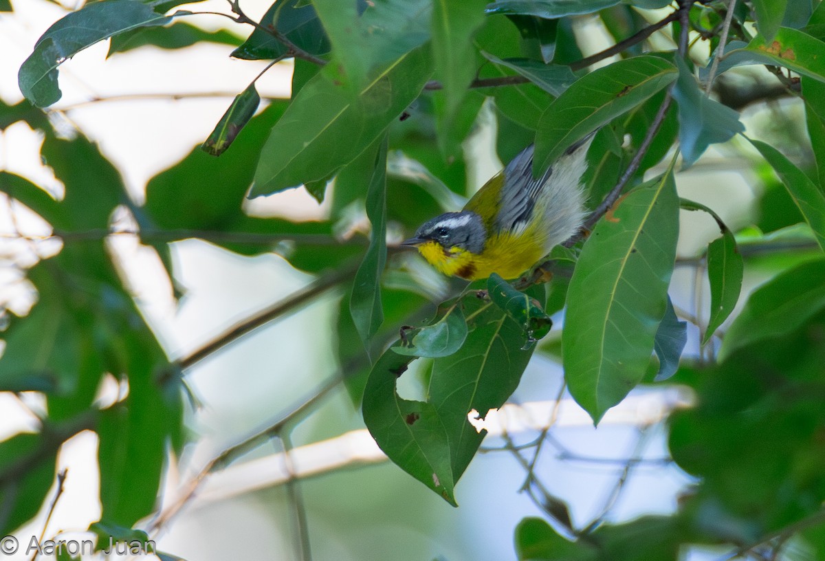 Crescent-chested Warbler - ML622682461