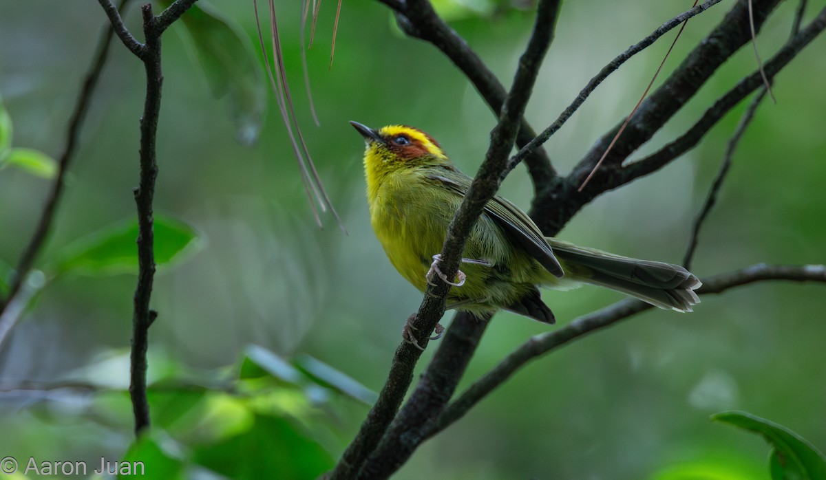 Golden-browed Warbler - ML622682467