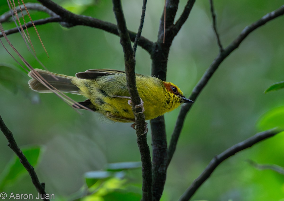 Golden-browed Warbler - ML622682468