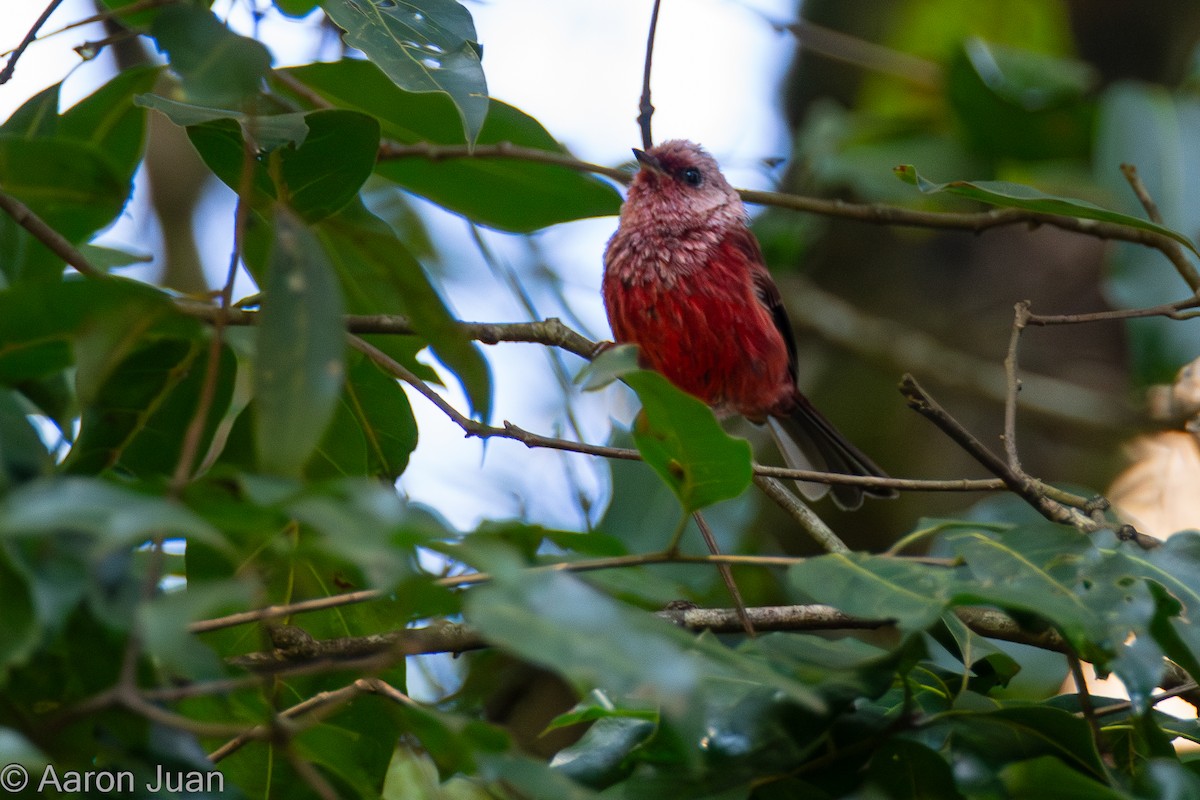 Pink-headed Warbler - ML622682475