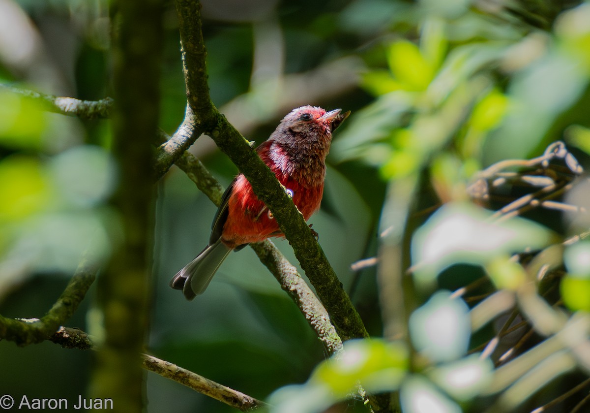 Pink-headed Warbler - ML622682492