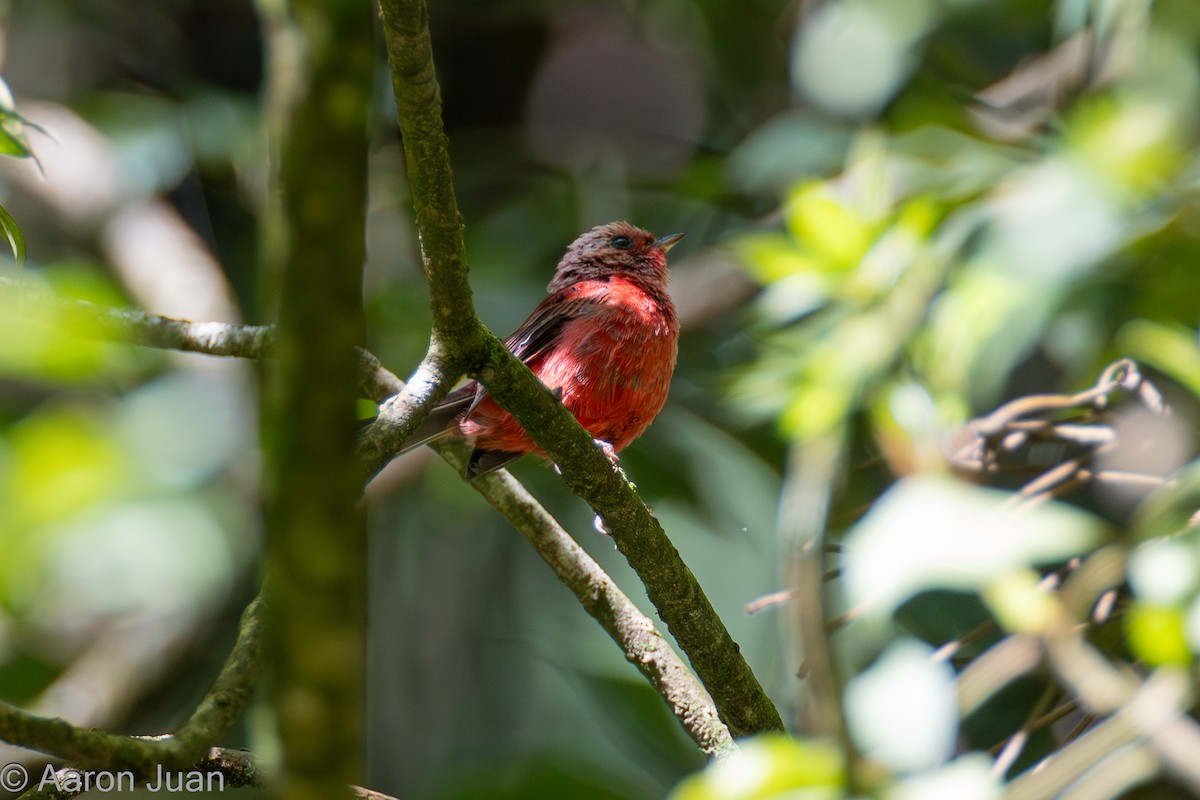 Pink-headed Warbler - ML622682493