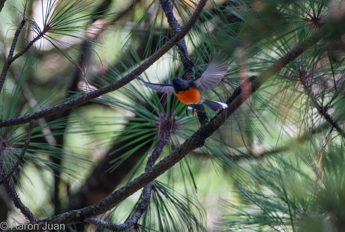 Slate-throated Redstart - Aaron Juan