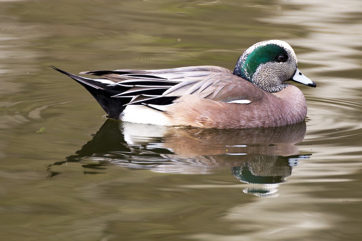 American Wigeon - ML622682505