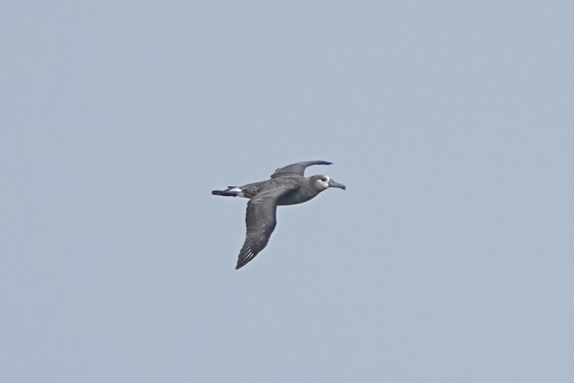 Black-footed Albatross - ML622682514