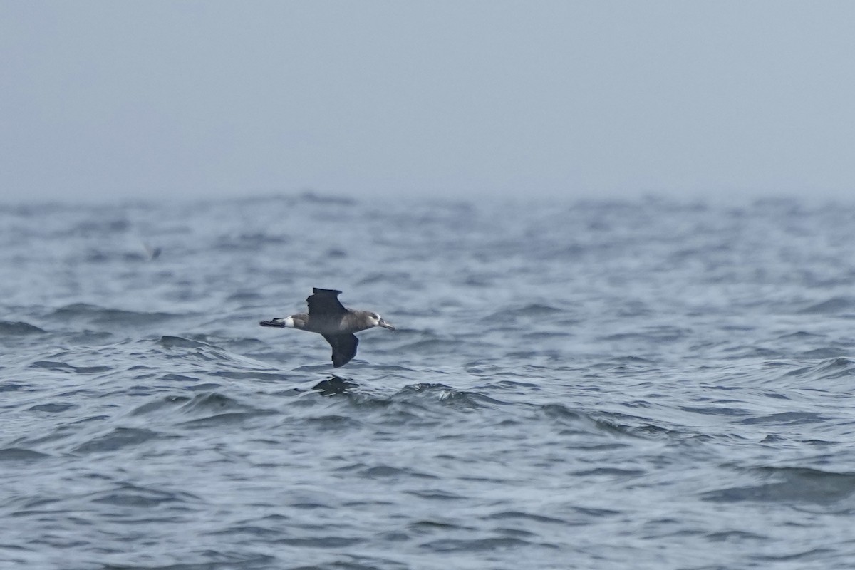 Black-footed Albatross - ML622682515