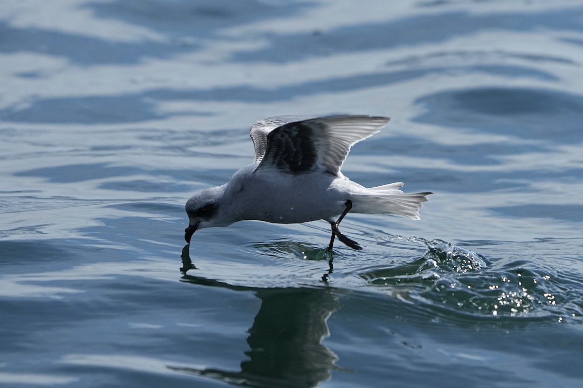 Fork-tailed Storm-Petrel - ML622682550