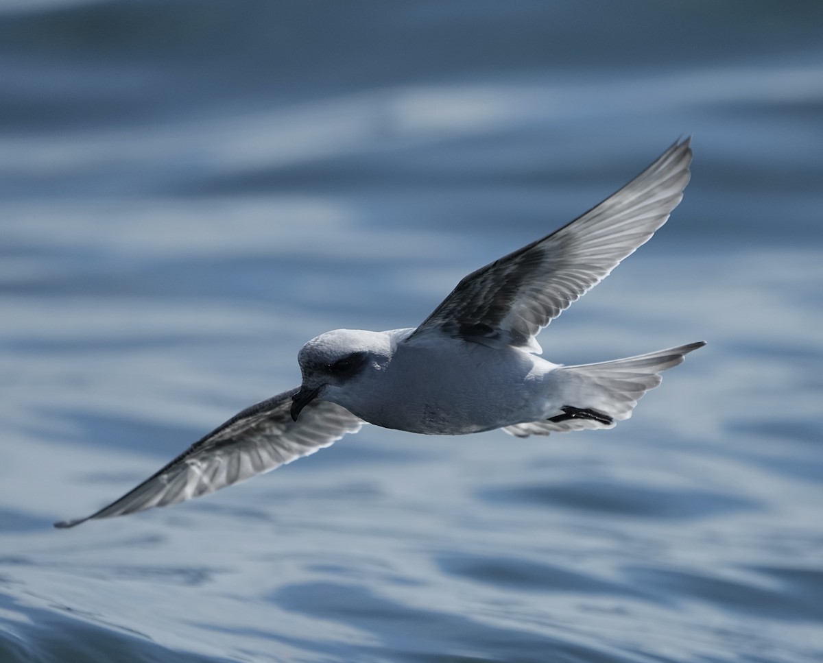 Fork-tailed Storm-Petrel - ML622682551