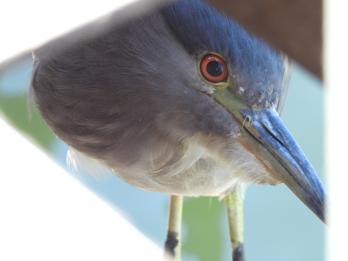 Black-crowned Night Heron - ML622682610