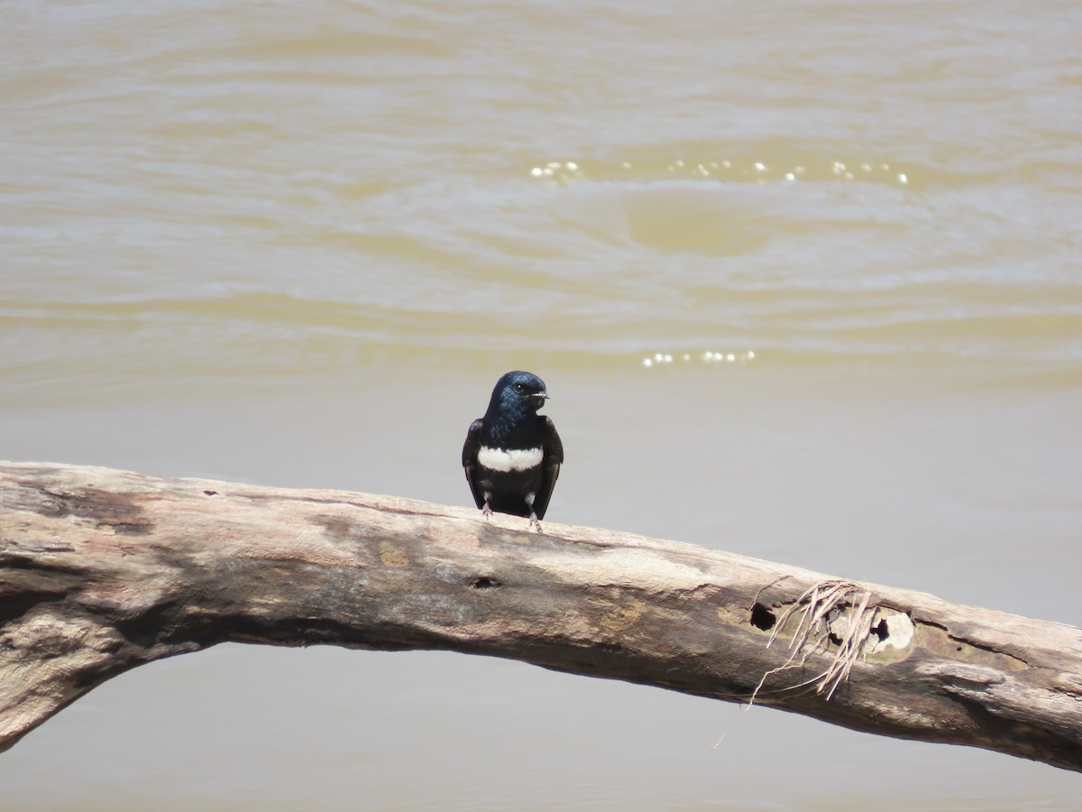 White-banded Swallow - ML622682615