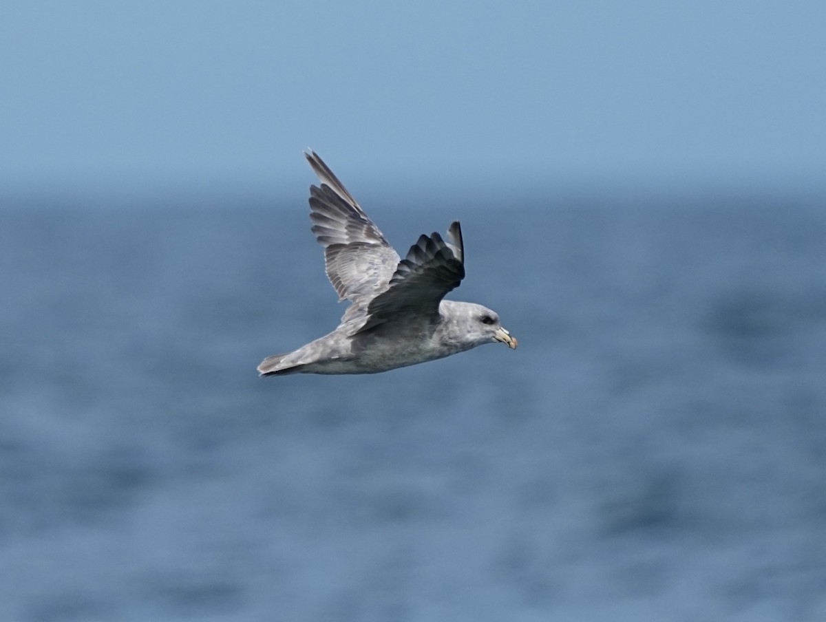 Northern Fulmar (Pacific) - ML622682626