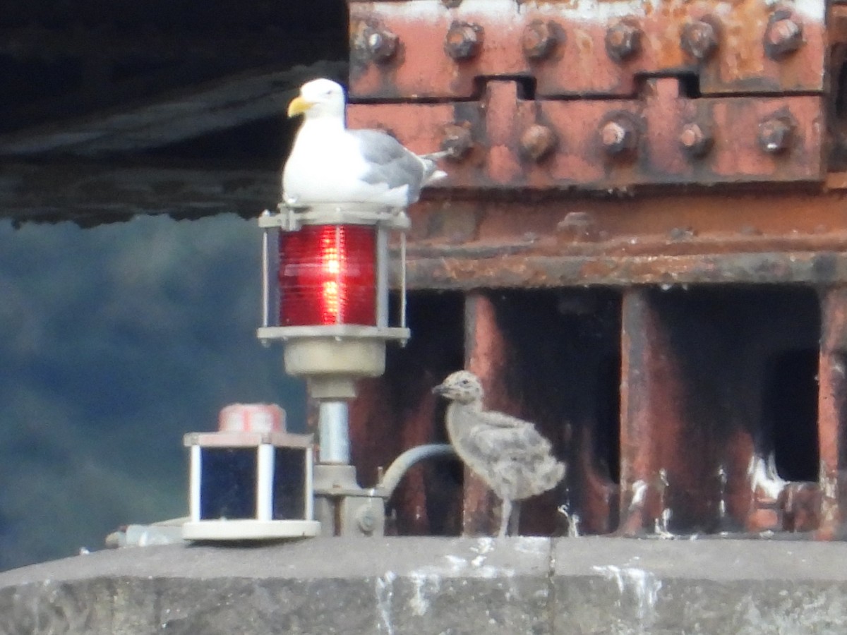 Glaucous-winged Gull - ML622682704