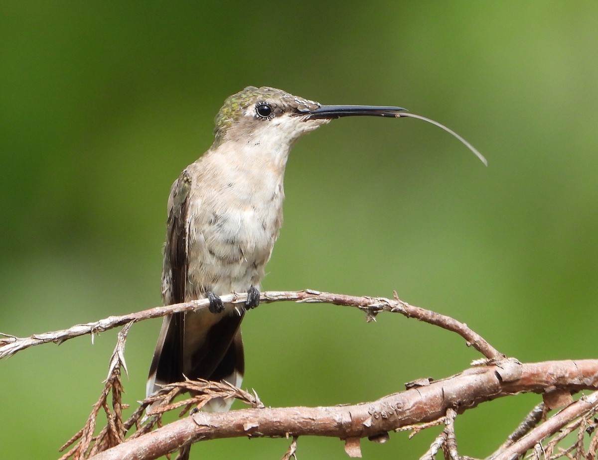 Colibrí Gorjirrubí - ML622682763