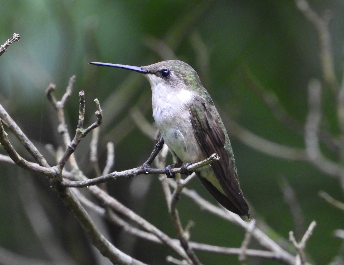 Colibrí Gorjirrubí - ML622682764