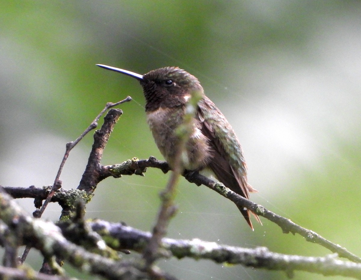 Colibrí Gorjirrubí - ML622682765