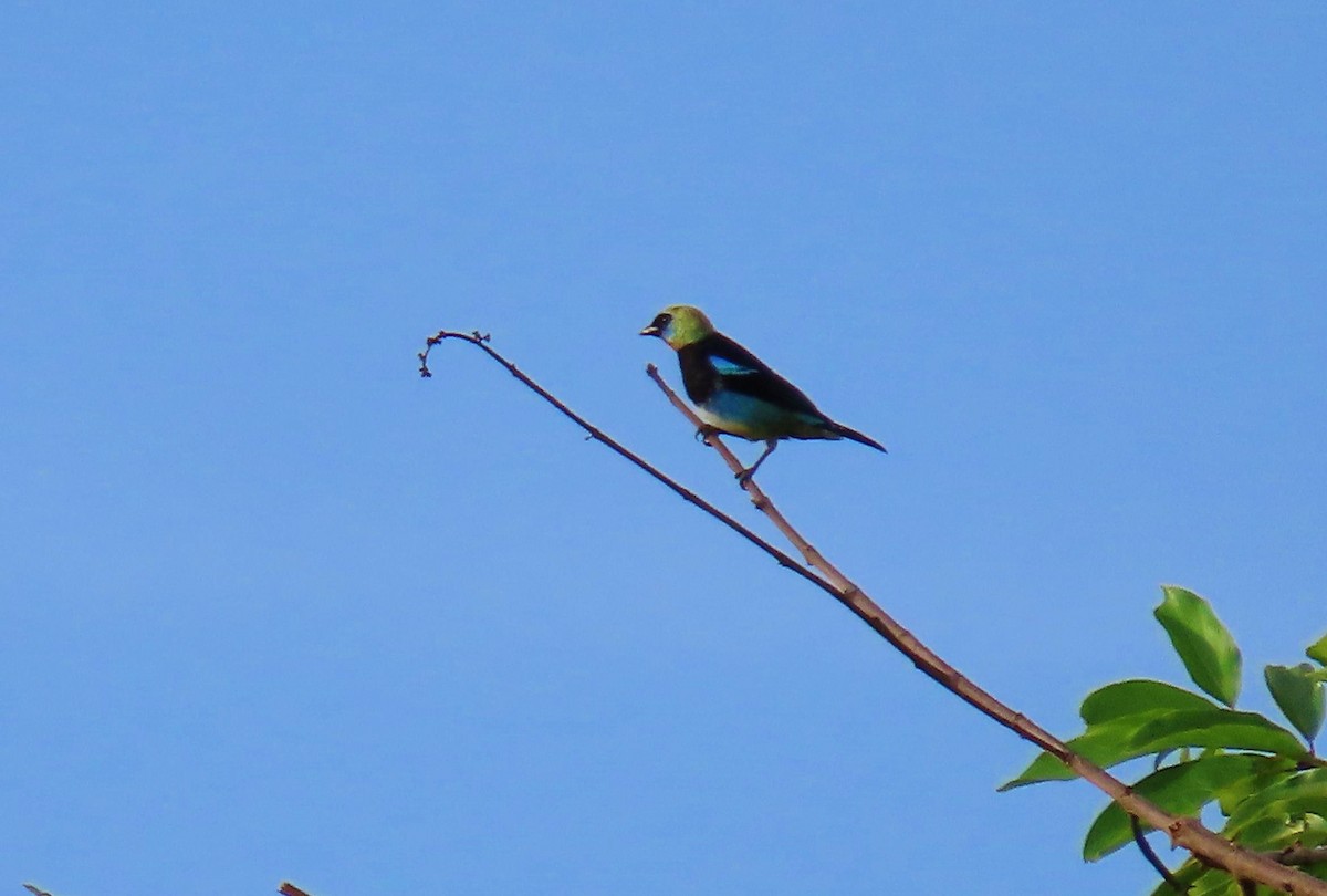 Golden-hooded Tanager - ML622682776