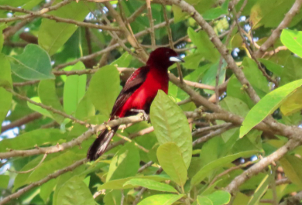 Crimson-backed Tanager - ML622682838