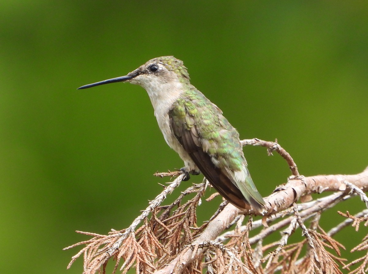 Colibrí Gorjirrubí - ML622682870