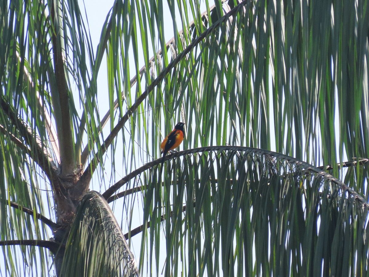 Orange-backed Troupial - ML622682904