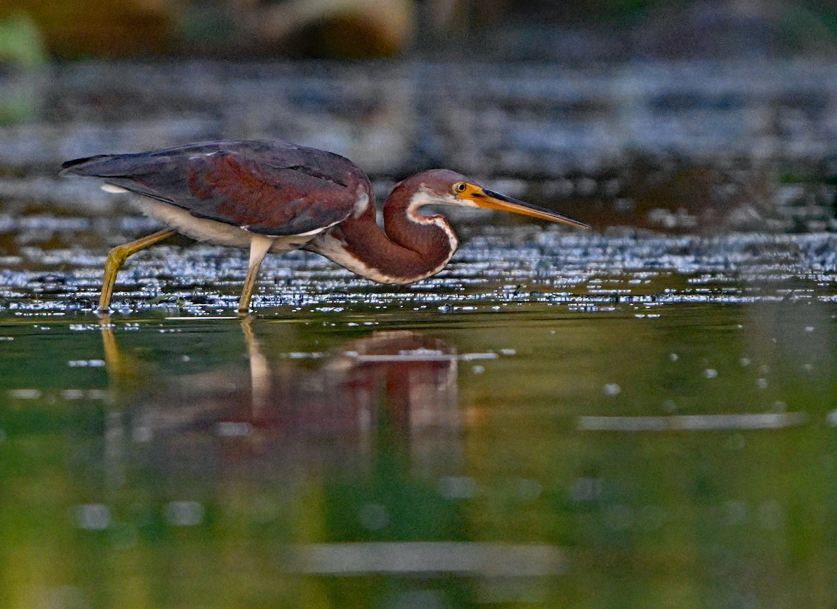 Tricolored Heron - Paul Nale