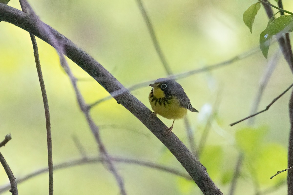 Canada Warbler - Kalpesh Krishna