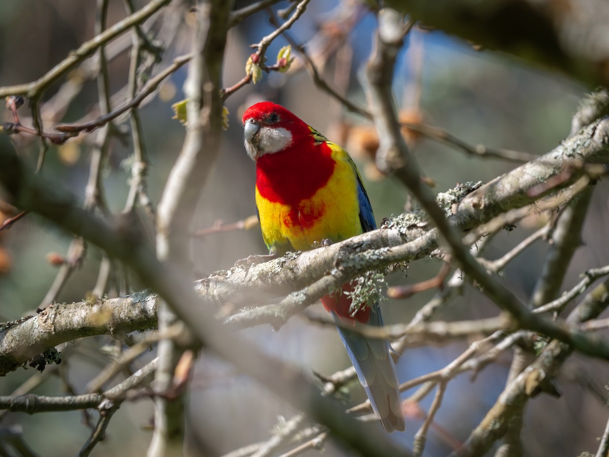 Eastern Rosella - ML622682942