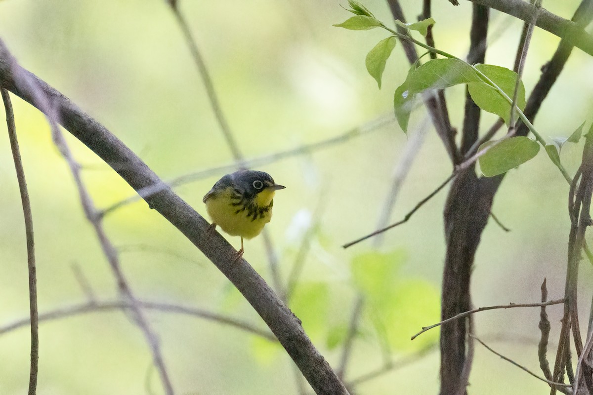 Canada Warbler - Kalpesh Krishna
