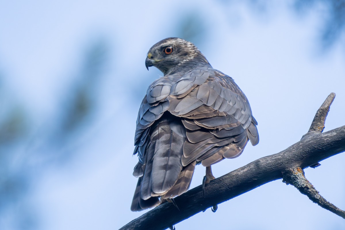 American Goshawk - Robert Raker