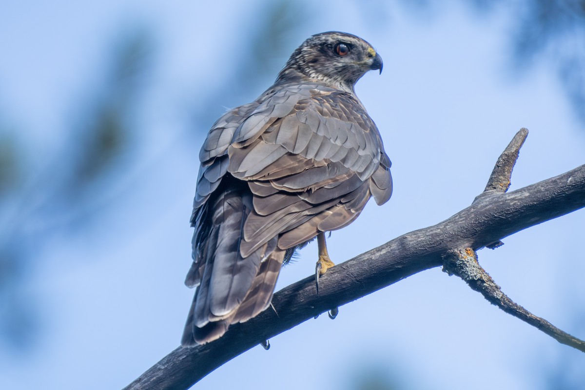 American Goshawk - Robert Raker