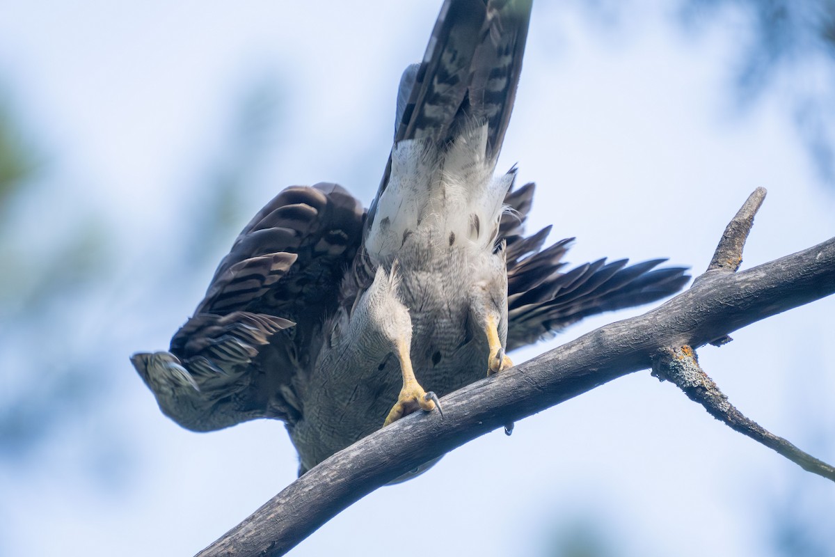 American Goshawk - ML622683012