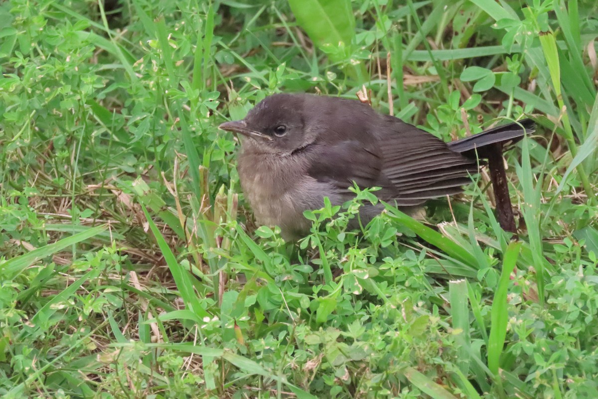 Gray Catbird - John Zakelj