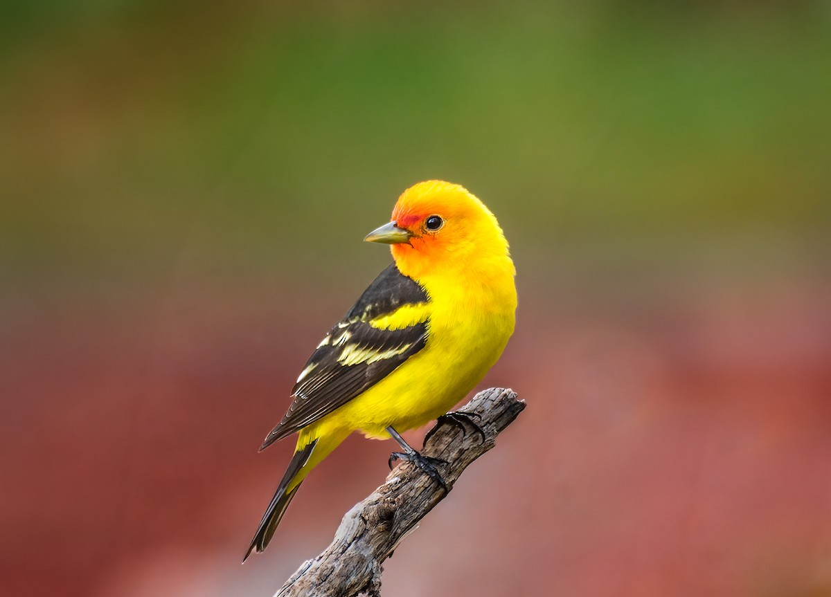 Western Tanager - ML622683101