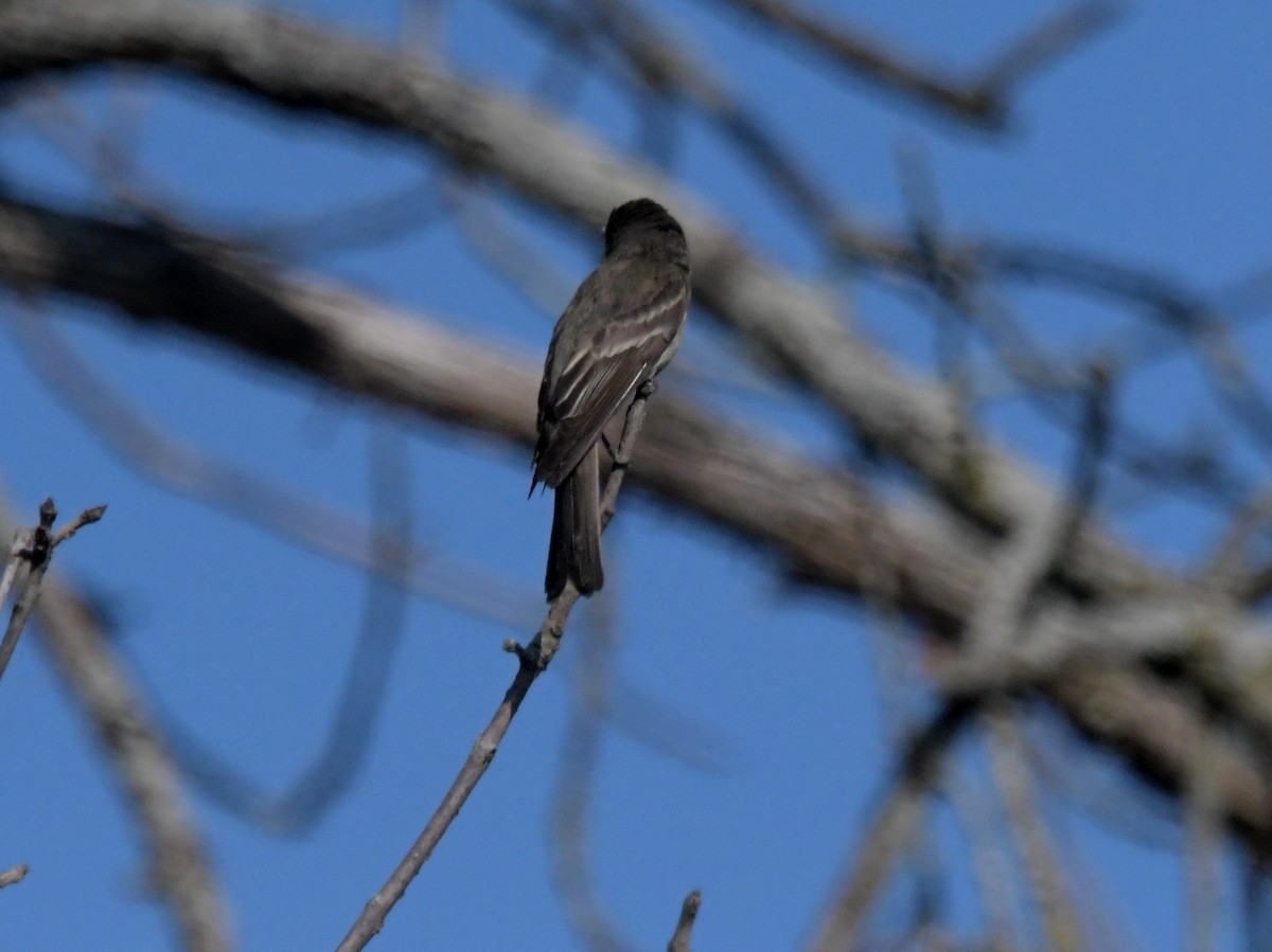 Eastern Wood-Pewee - ML622683117