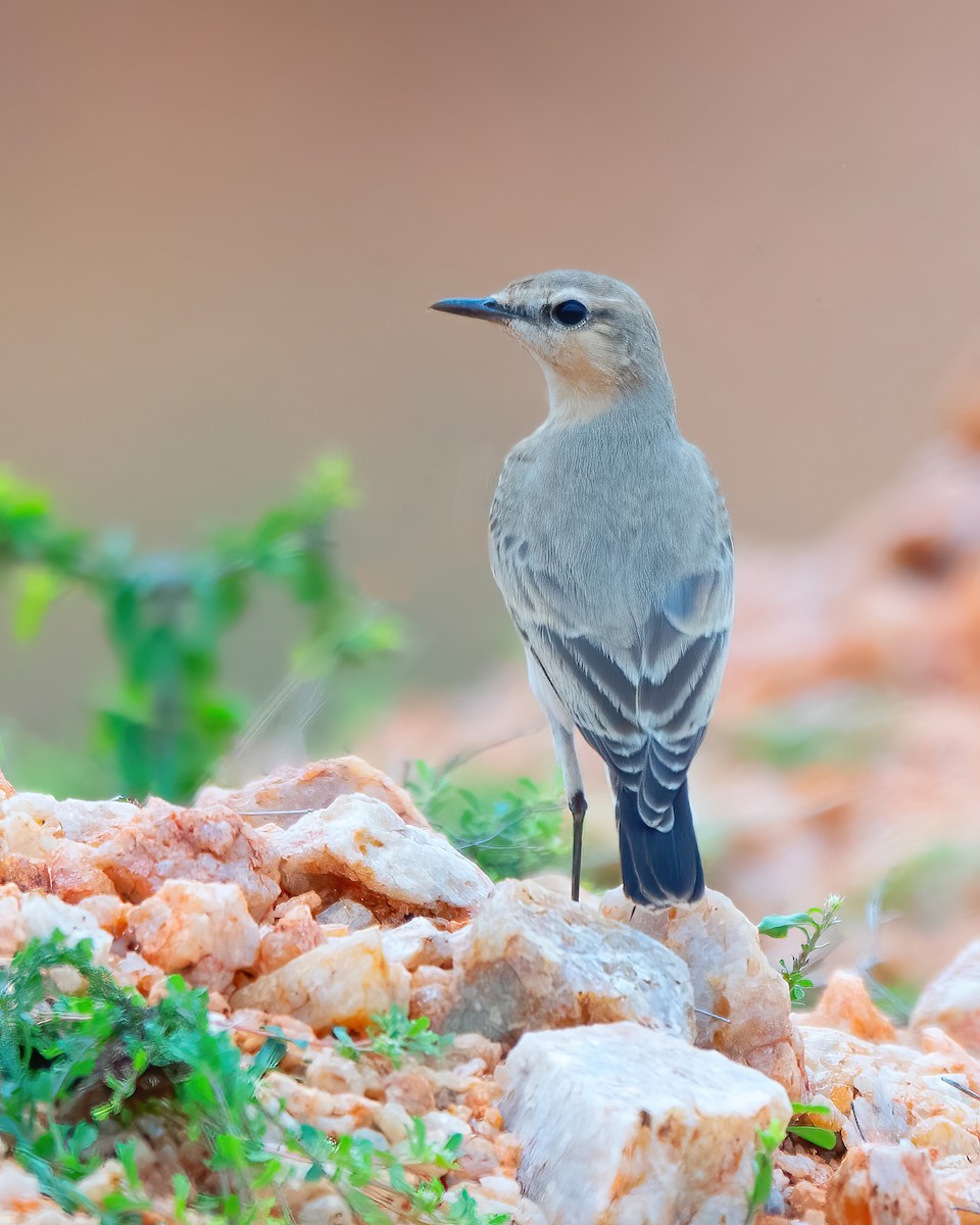 Isabelline Wheatear - ML622683134