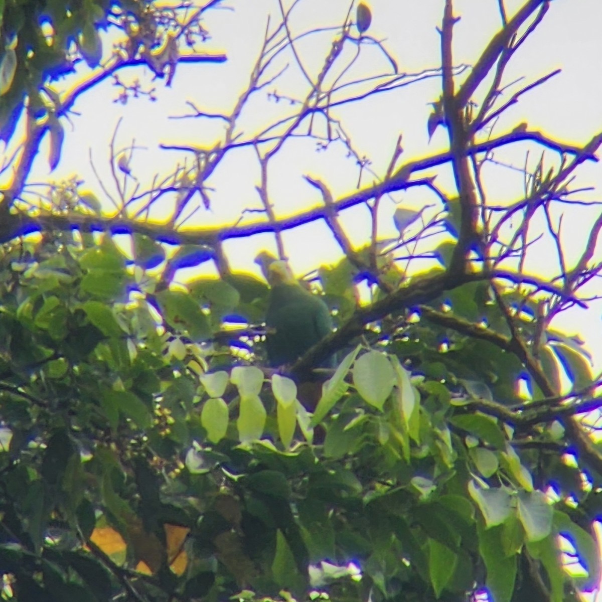 Black-naped Fruit-Dove - ML622683169