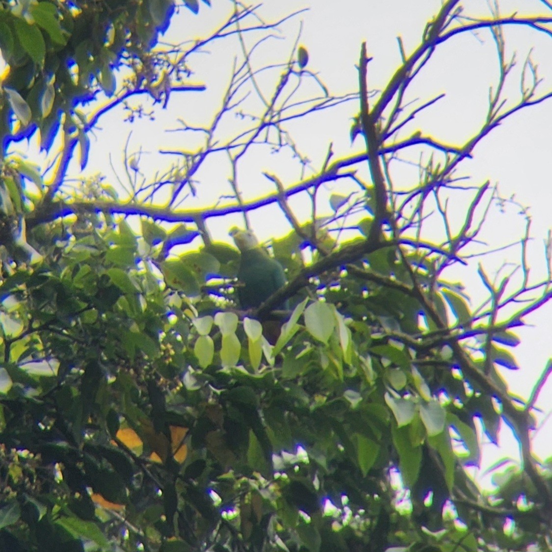 Black-naped Fruit-Dove - ML622683170