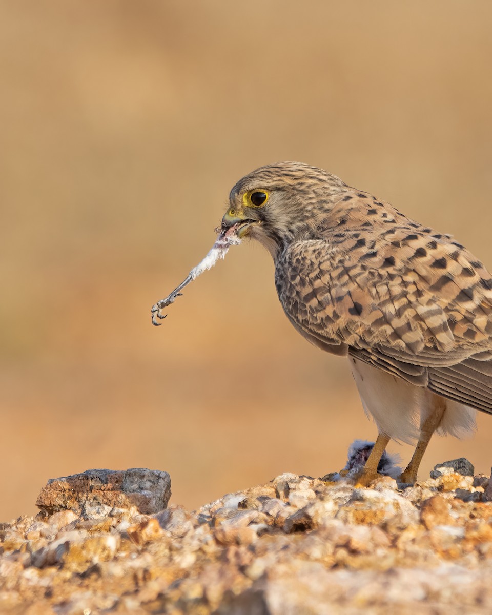 Eurasian Kestrel - ML622683187