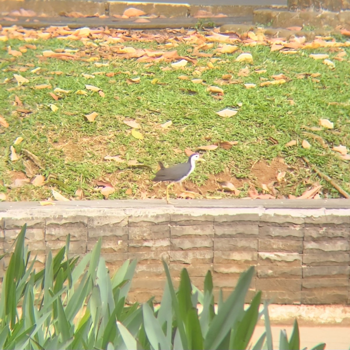 White-breasted Waterhen - ML622683205