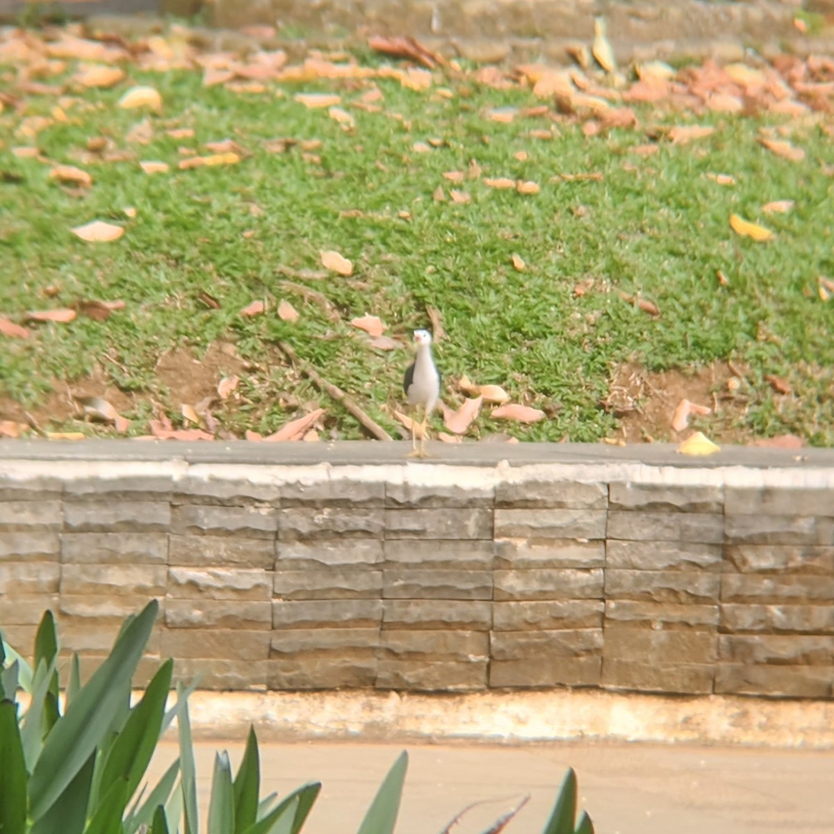 White-breasted Waterhen - ML622683206