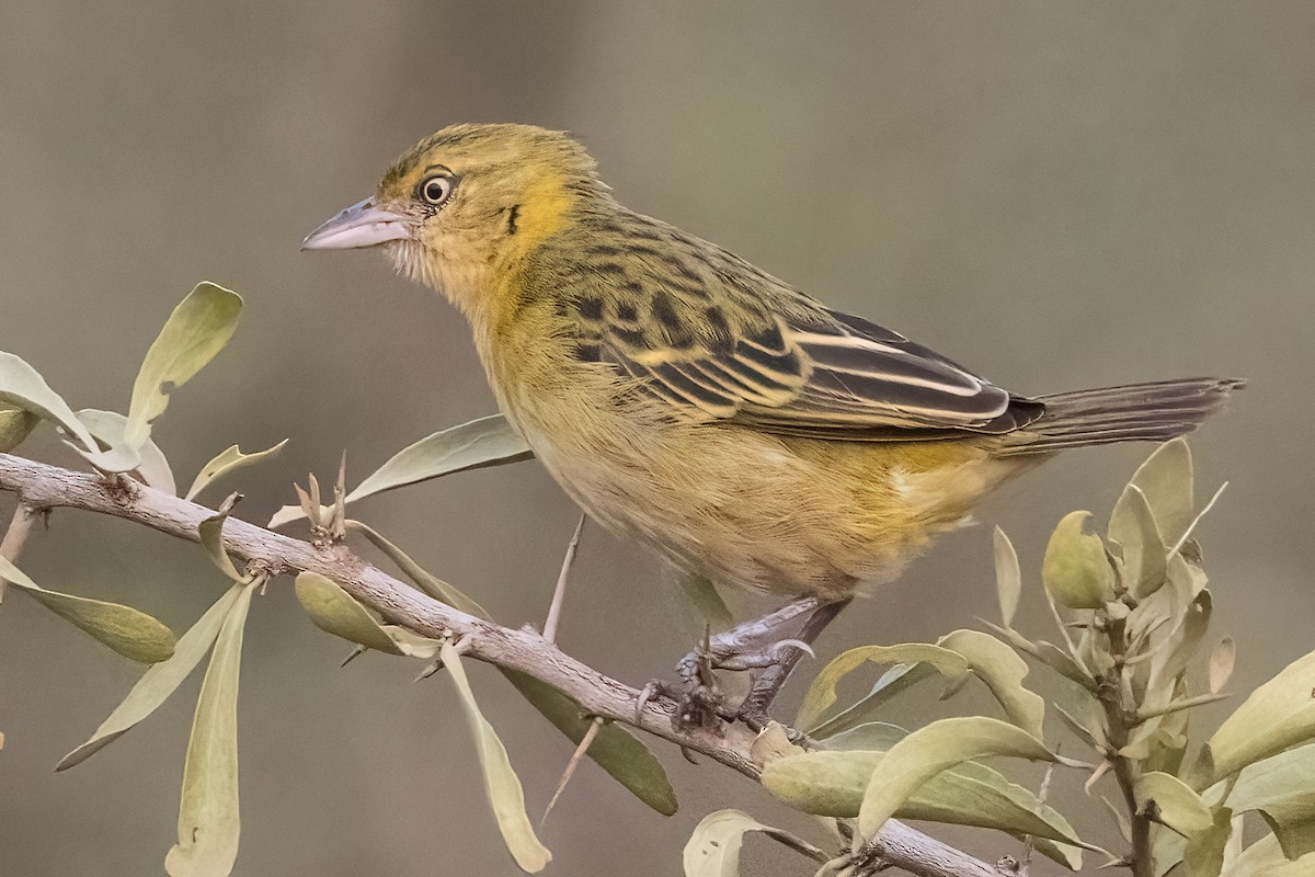 Slender-billed Weaver - ML622683219