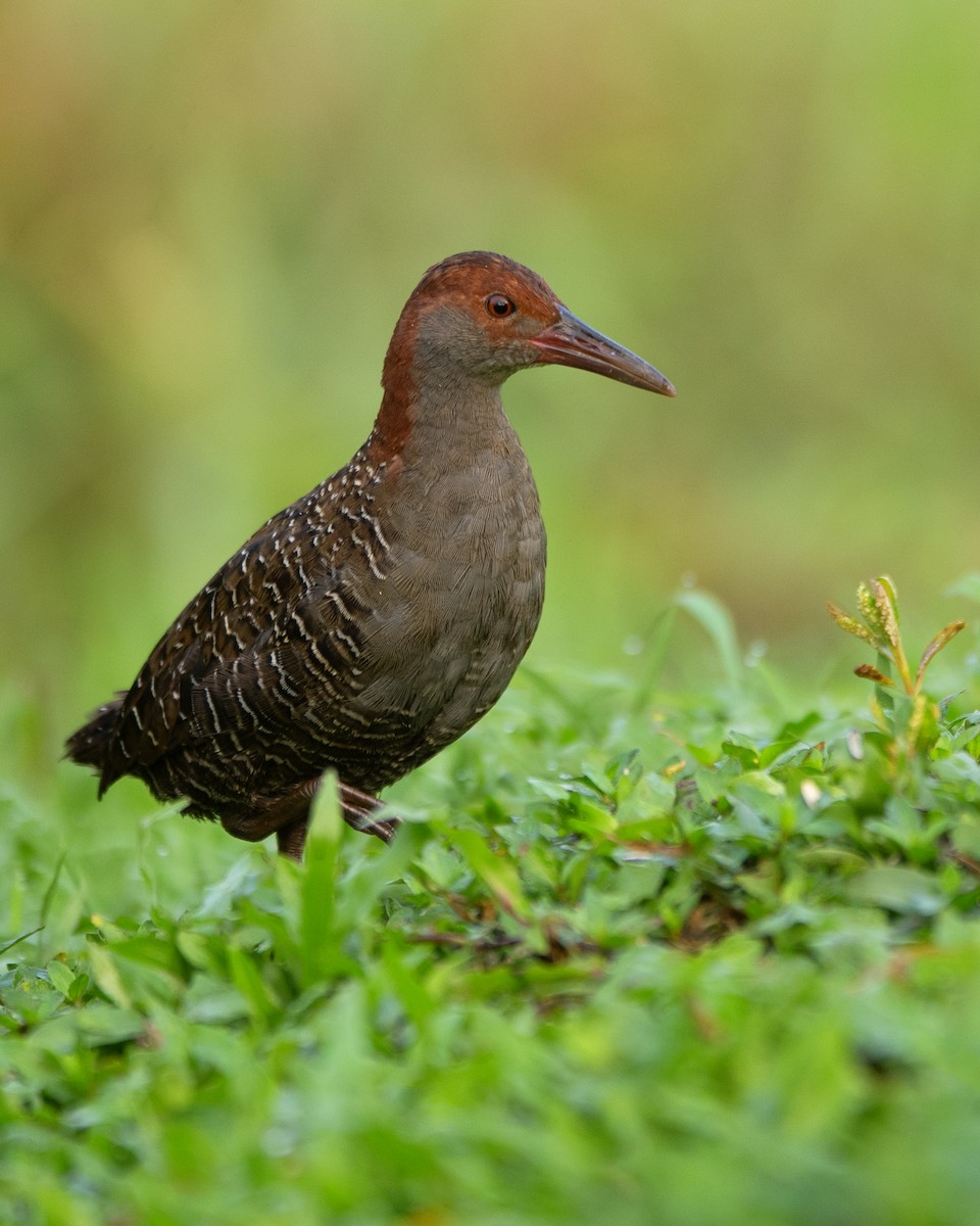 Slaty-breasted Rail - ML622683227