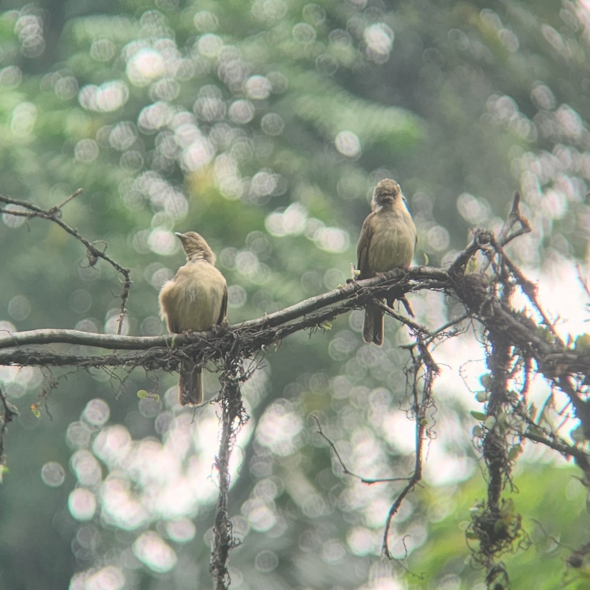 Cream-vented Bulbul - ML622683238